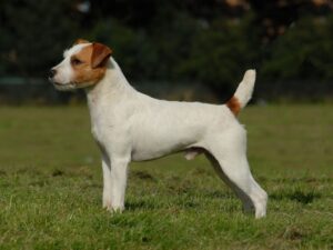 how much is a jack russell puppy