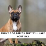 Funny Dog Breeds