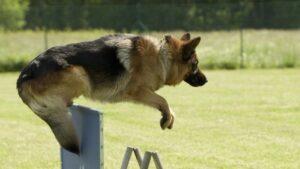 German Command Word Jump for Dogs 