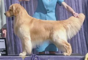 Grooming a Golden Retriever (Ugly Golden Retriever)