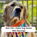 Hippie Dog Names
