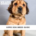 Hippo Dog Breed