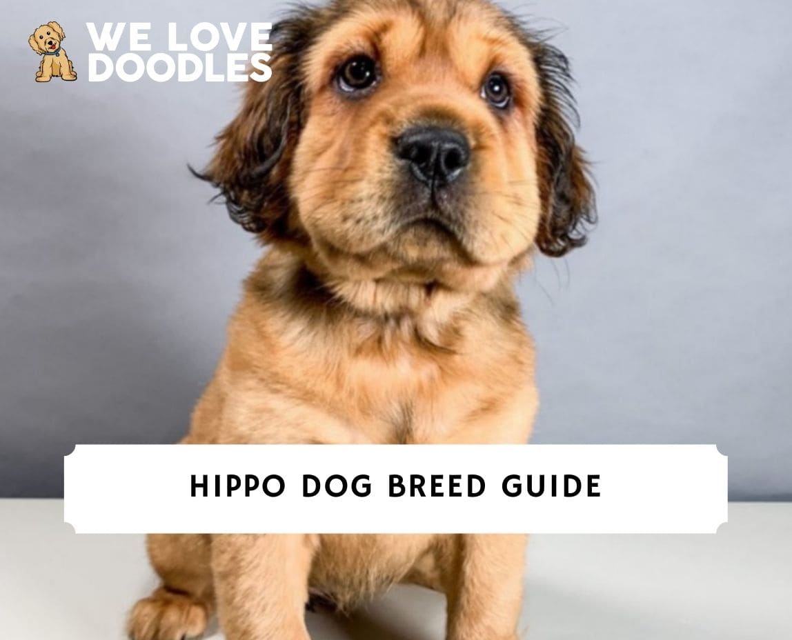 dog breed guide