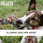Is Cumin Safe For Dogs