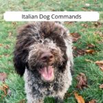 Italian Dog Commands
