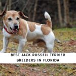 Jack Russell Terrier Breeders in Florida