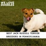 Jack Russell Terrier Breeders in Pennsylvania