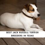 Jack Russell Terrier Breeders in Texas