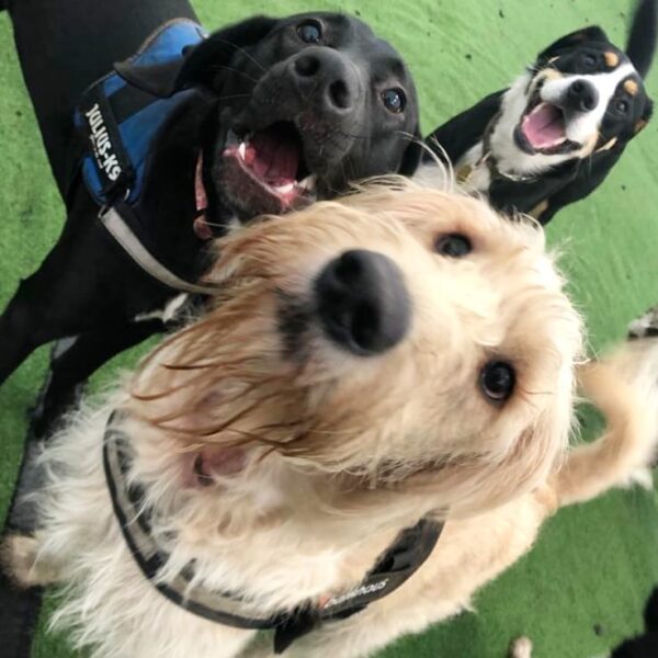7 Best Dog Daycares in Austin! (2024) We Love Doodles