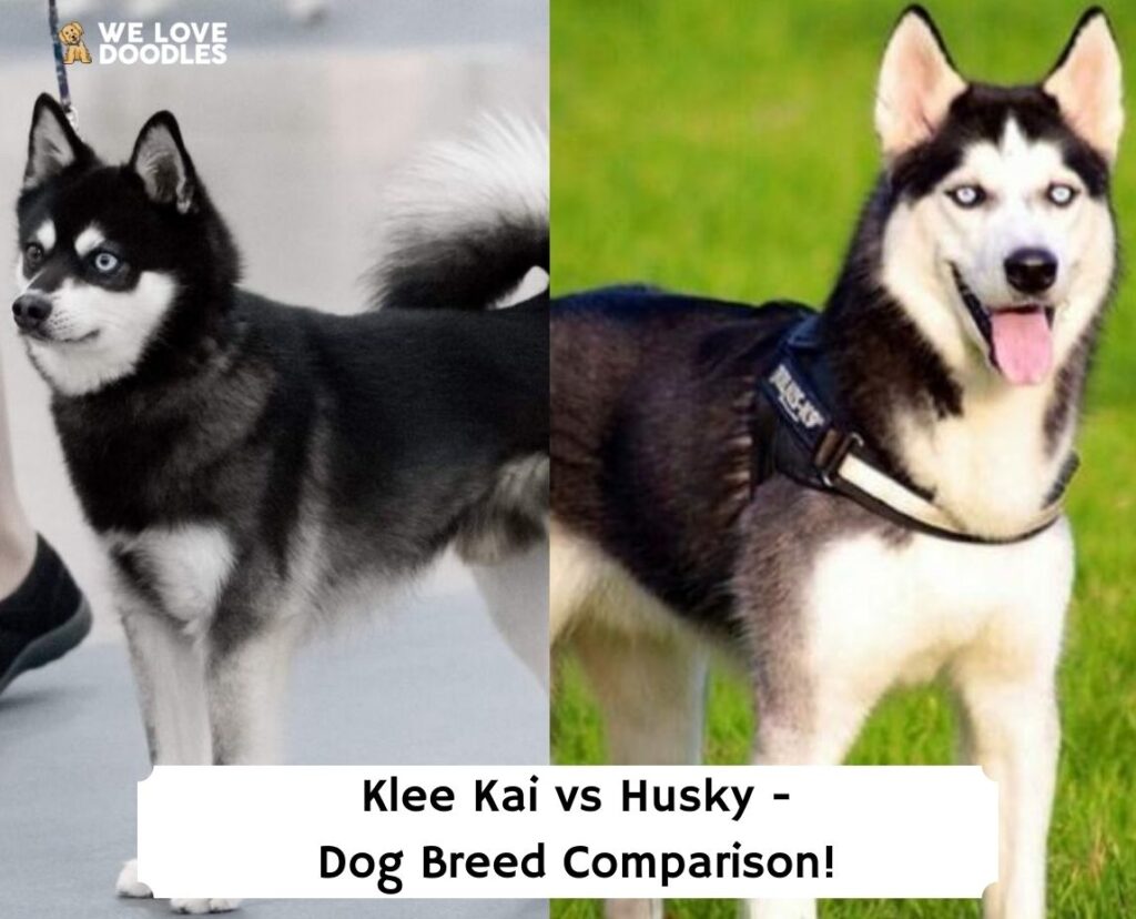 are alaskan klee kais purebred