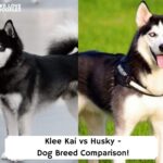 Klee-Kai-vs-Husky-Dog-Breed-Comparison-template