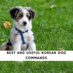 Korean Dog Commands