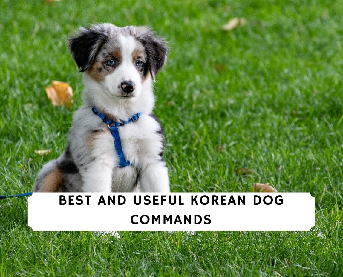 what are the basic commands for dogs