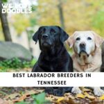 Labrador Breeders in Tennessee