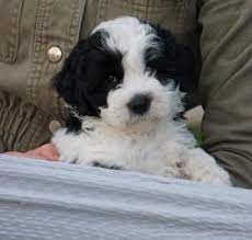 Lancaster Puppies