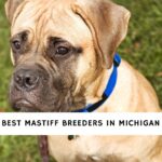 Mastiff Breeders in Michigan