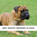 Mastiff Breeders in Ohio