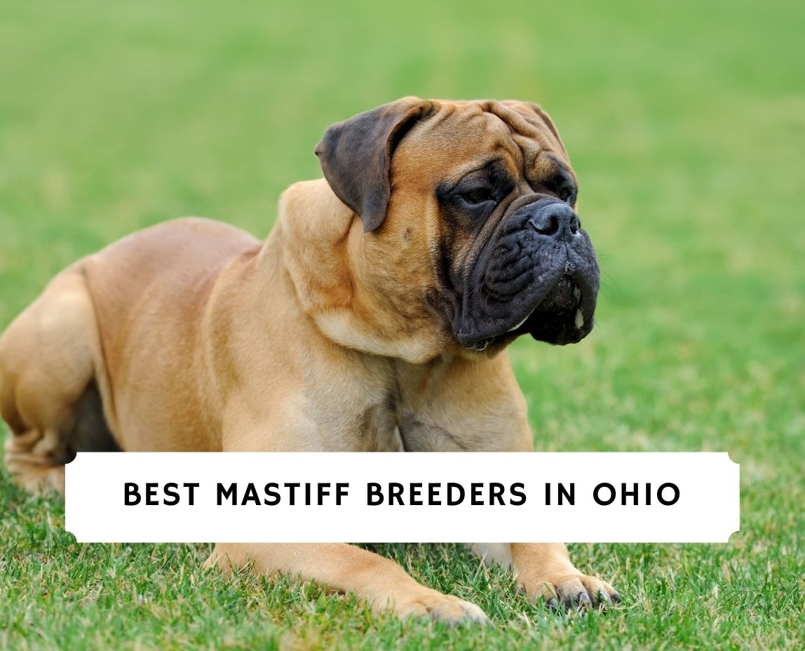 which is the best mastiff breed