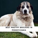 Mastiff Breeders in Pennsylvania