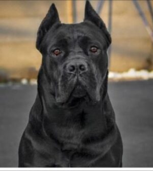 7 Best Mastiff Breeders in Ohio!