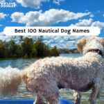 Nautical Dog Names