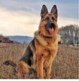 when do german shepherds settle down