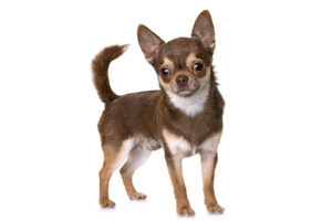 Physical Traits of a Chihuahua