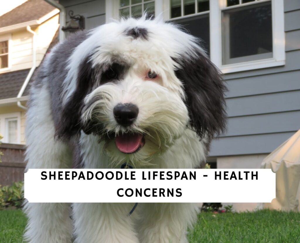 Sheepadoodle Problems Sheepadoodle Lifespan: 4 Health Problems! - We Love Doodles