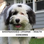Sheepadoodle Lifespan