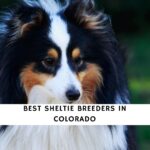 Sheltie Breeders in Colorado