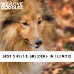 Sheltie Breeders in Illinois