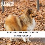 Sheltie Breeders in Pennsylvania