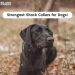 Strongest Shock Collars for Dogs