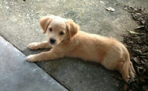 Golden Retriever and Chihuahua Mixed Breed