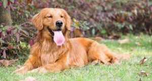 History of the Golden Retriever (Ugly Golden Retriever)