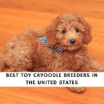Toy Cavoodle Breeders
