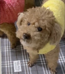 bichon frize x toy poodle mixed dog