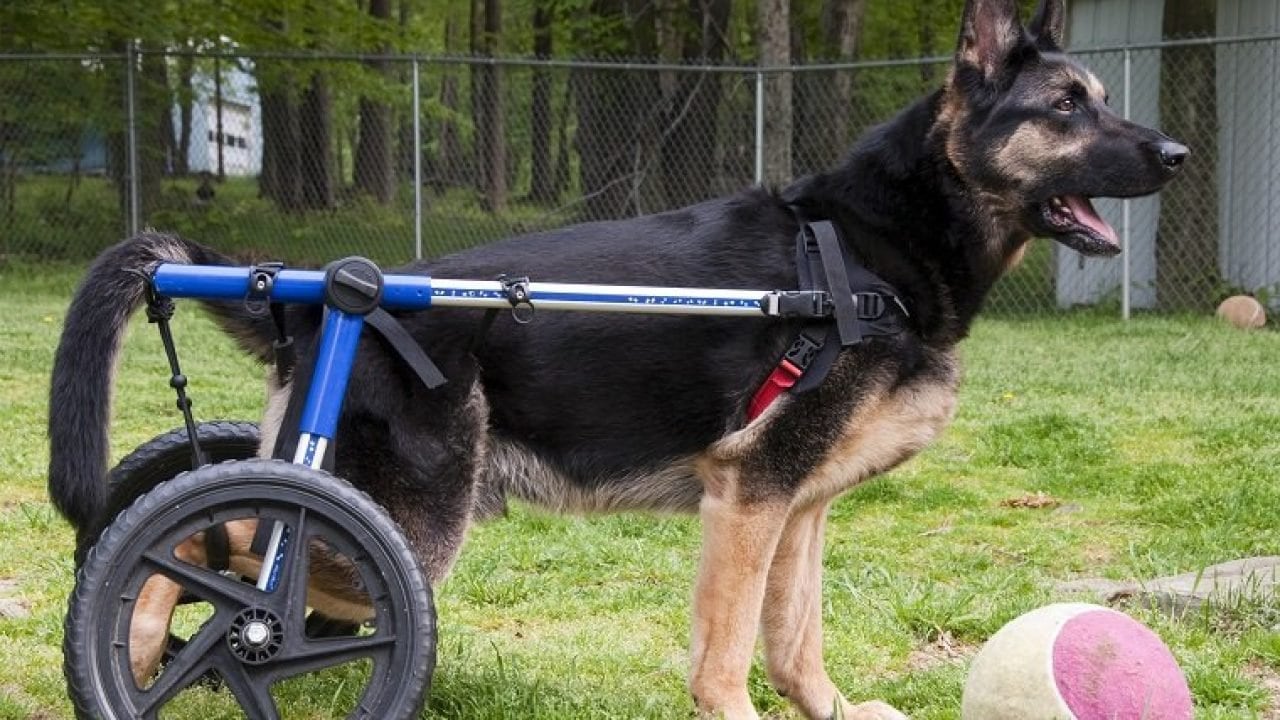 When To Put Down A Dog With Degenerative Myelopathy 2023 We Love 