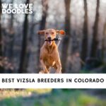 Vizsla Breeders in Colorado