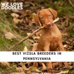 Vizsla Breeders in Pennsylvania
