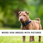 Weird Dog Breeds