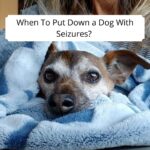 When To Put Down a Dog With Seizures