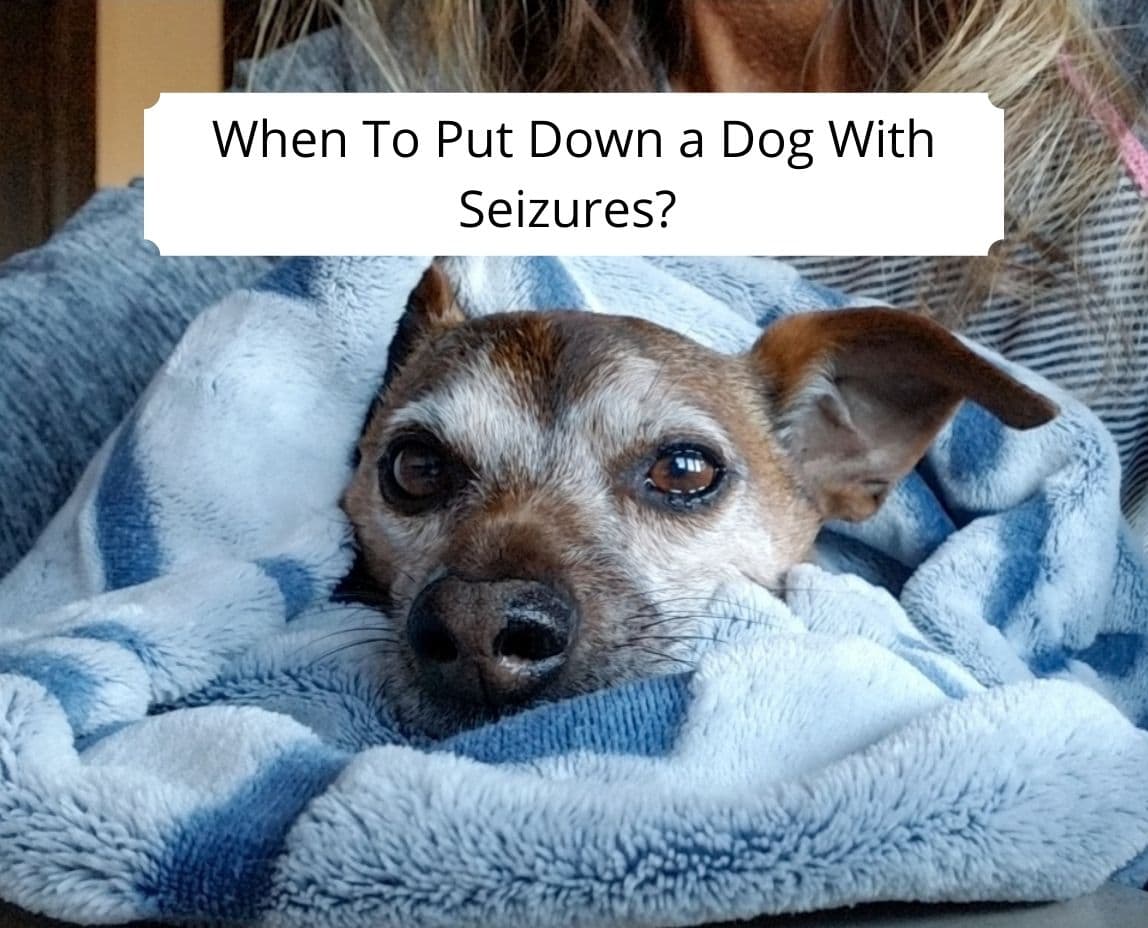 what happens after your dog has a seizure