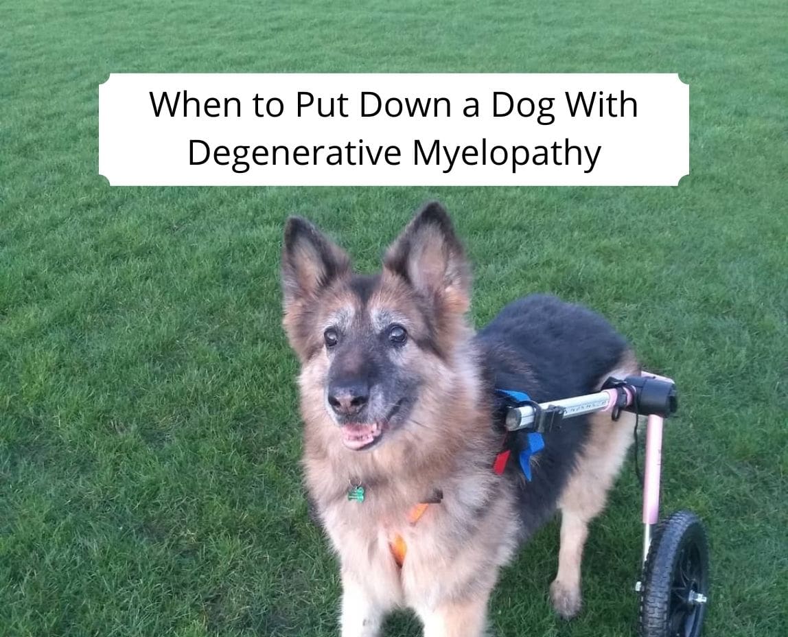 when should you euthanize a dog with degenerative myelopathy