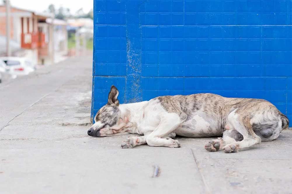 When To Put Down A Dog With Degenerative Myelopathy 2022 We Love 