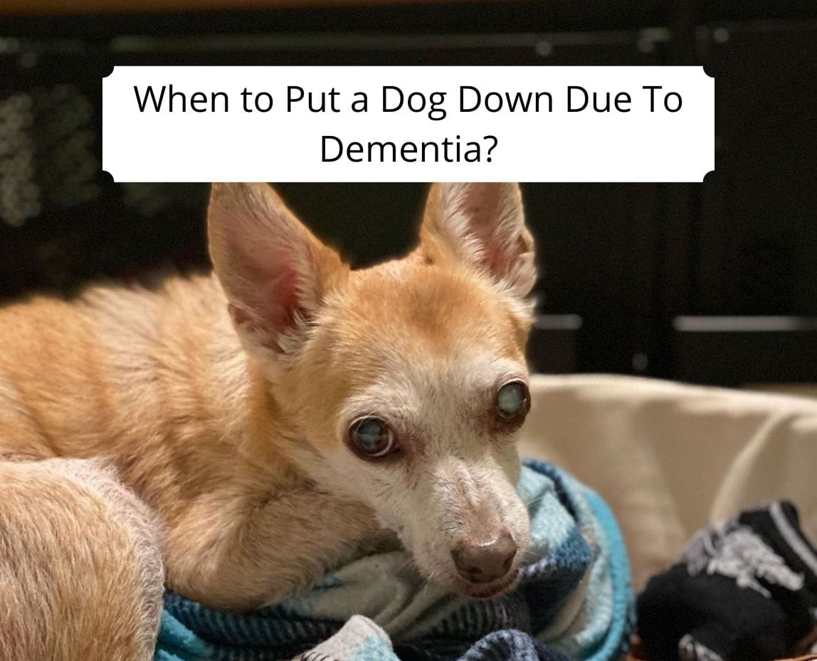 is canine dementia fatal