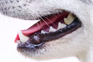 why do dogs mouths have ridges