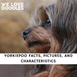 Yorkiepoo