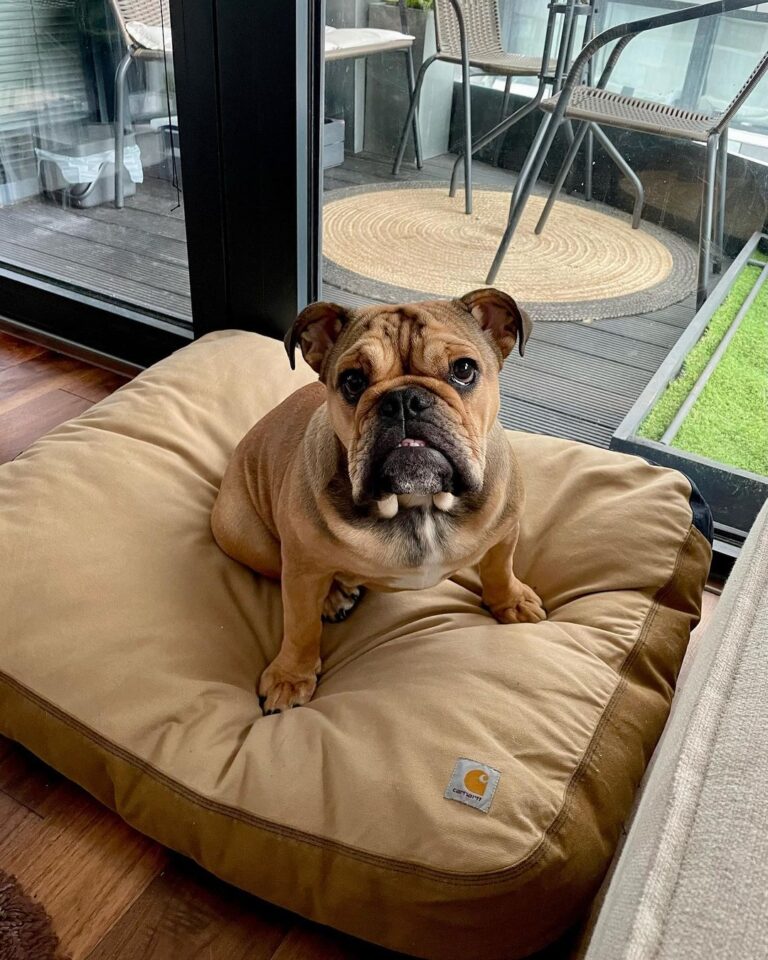 The 12 Best Odor Resistant Dog Beds in 2024! We Love Doodles