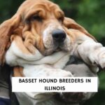 Basset Hound Breeders in Illinois